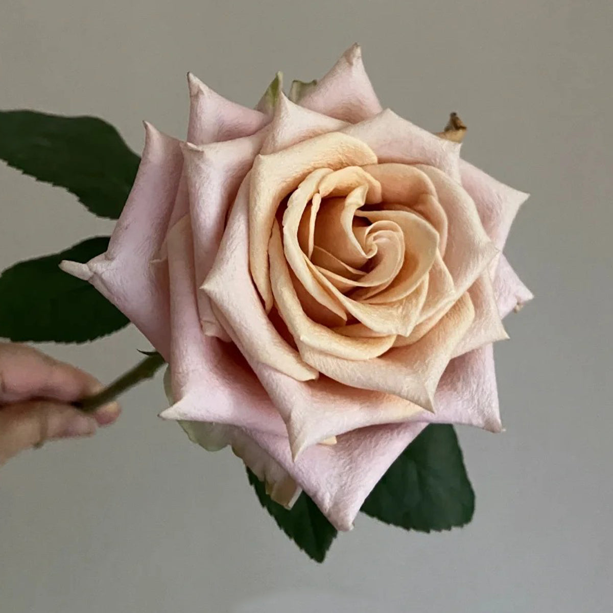 Sand Dune Kenya Florist Hybrid Tea Rose