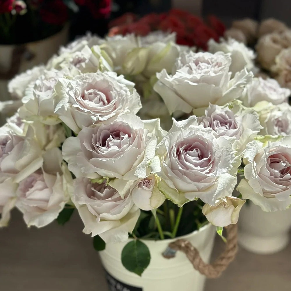 Saphiret Japanese Florist Shrub Rose