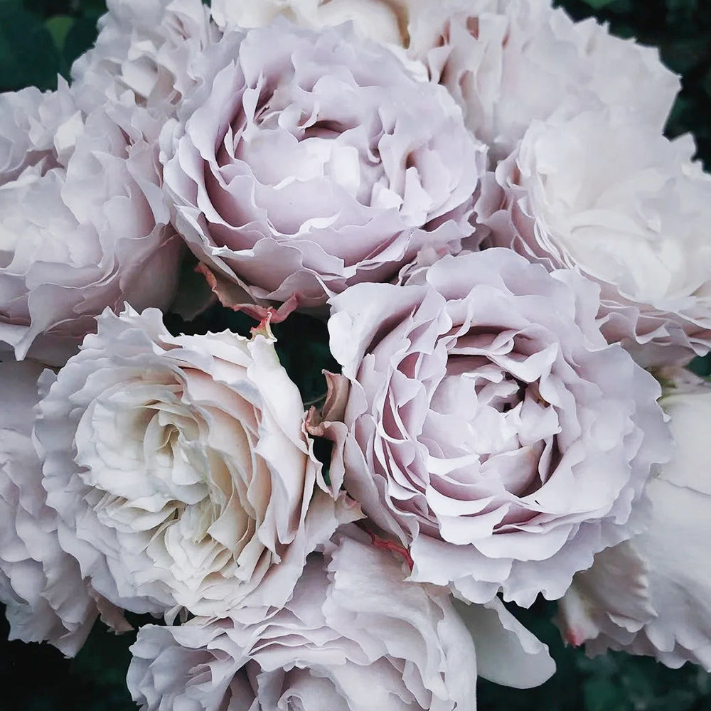 Saphiret Japanese Florist Shrub Rose – Highgarden Roses