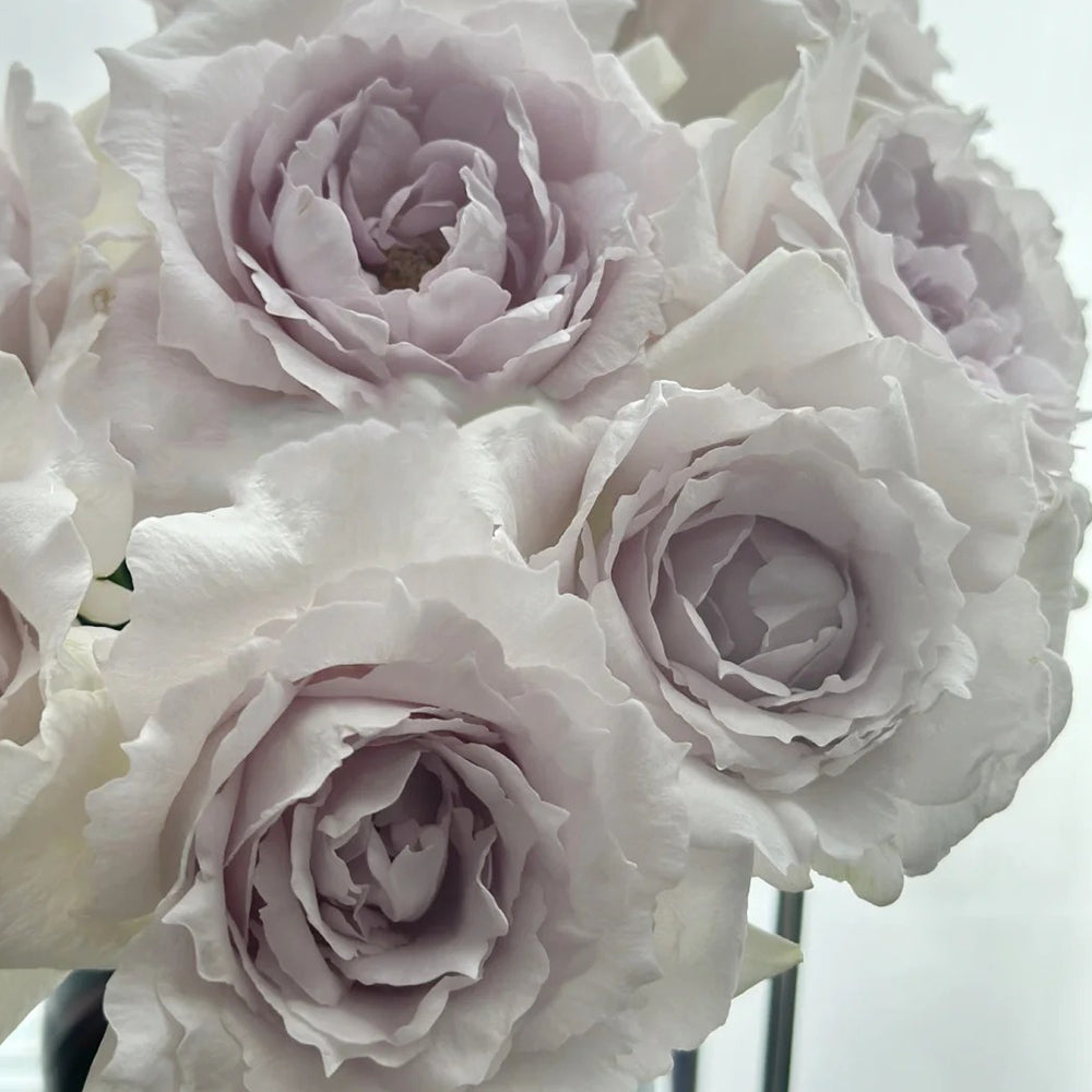 Saphiret Japanese Florist Shrub Rose – Highgarden Roses