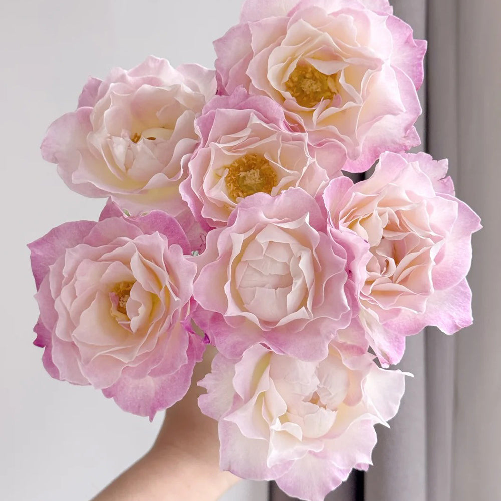 Seraphim Japanese Florist Shrub Rose