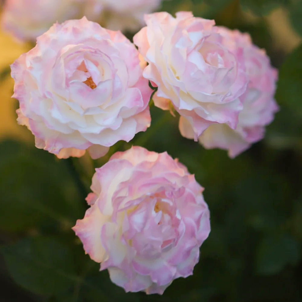 Seraphim Japanese Florist Shrub Rose Bush For Sale – Highgarden Roses