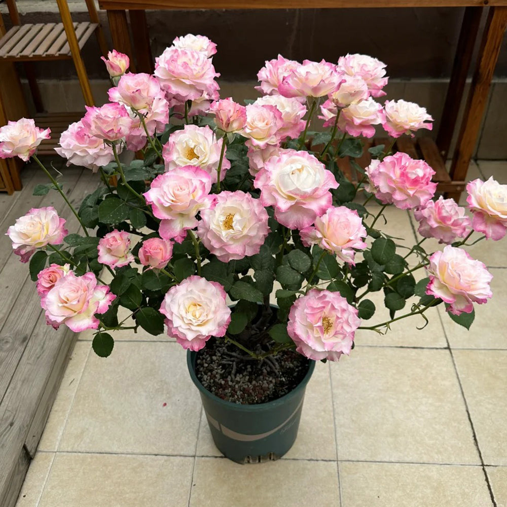 Seraphim Japanese Florist Shrub Rose Bush For Sale – Highgarden Roses