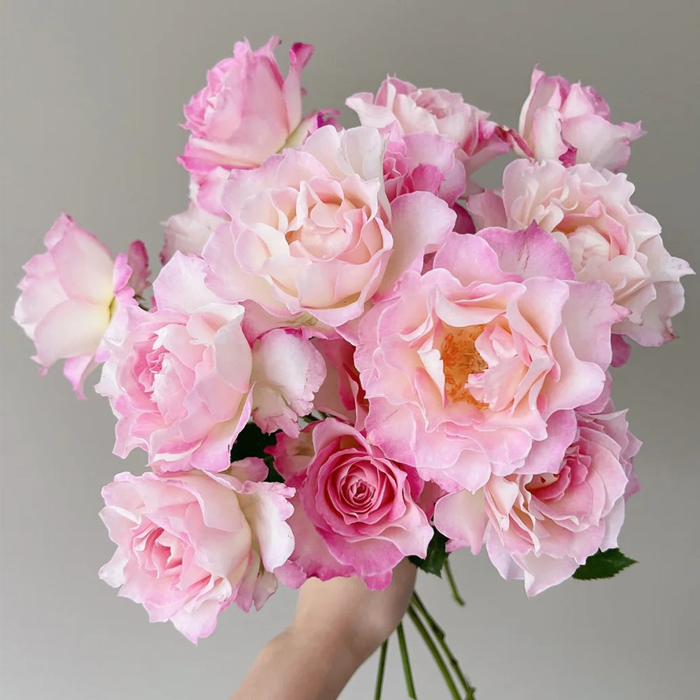 Seraphim Japanese Florist Shrub Rose Bush For Sale – Highgarden Roses