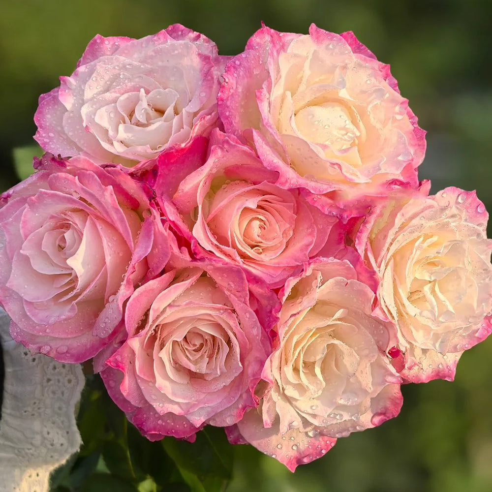 Seraphim Japanese Florist Shrub Rose
