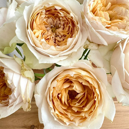 Shades of Beige Netherlands Florist Shrub Rose