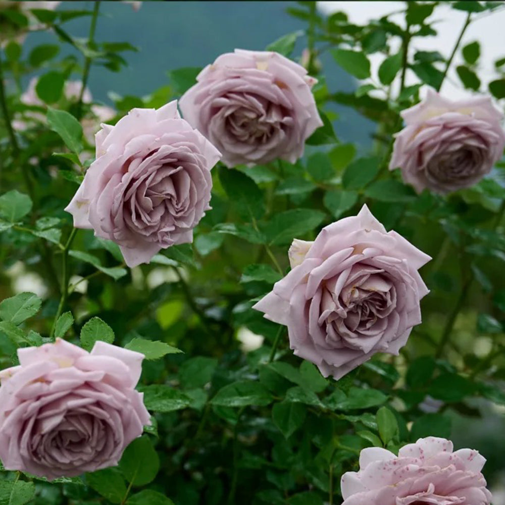 Sharitetowa Japanese Florist Shrub Rose