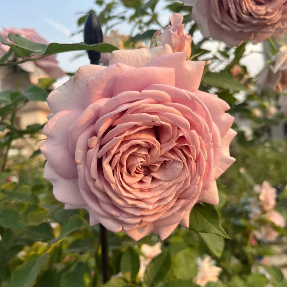 Sharitetowa Japanese Florist Shrub Rose – Highgarden Roses