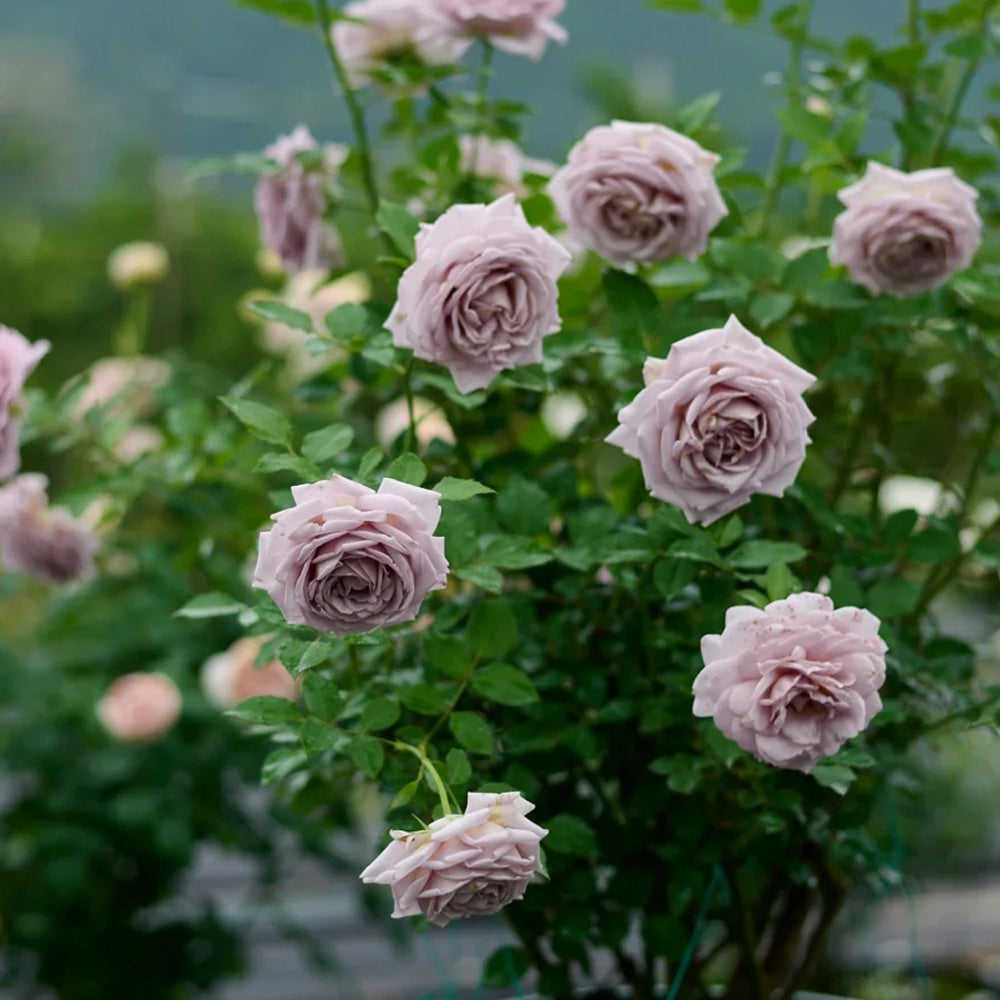 Sharitetowa Japanese Florist Shrub Rose – Highgarden Roses