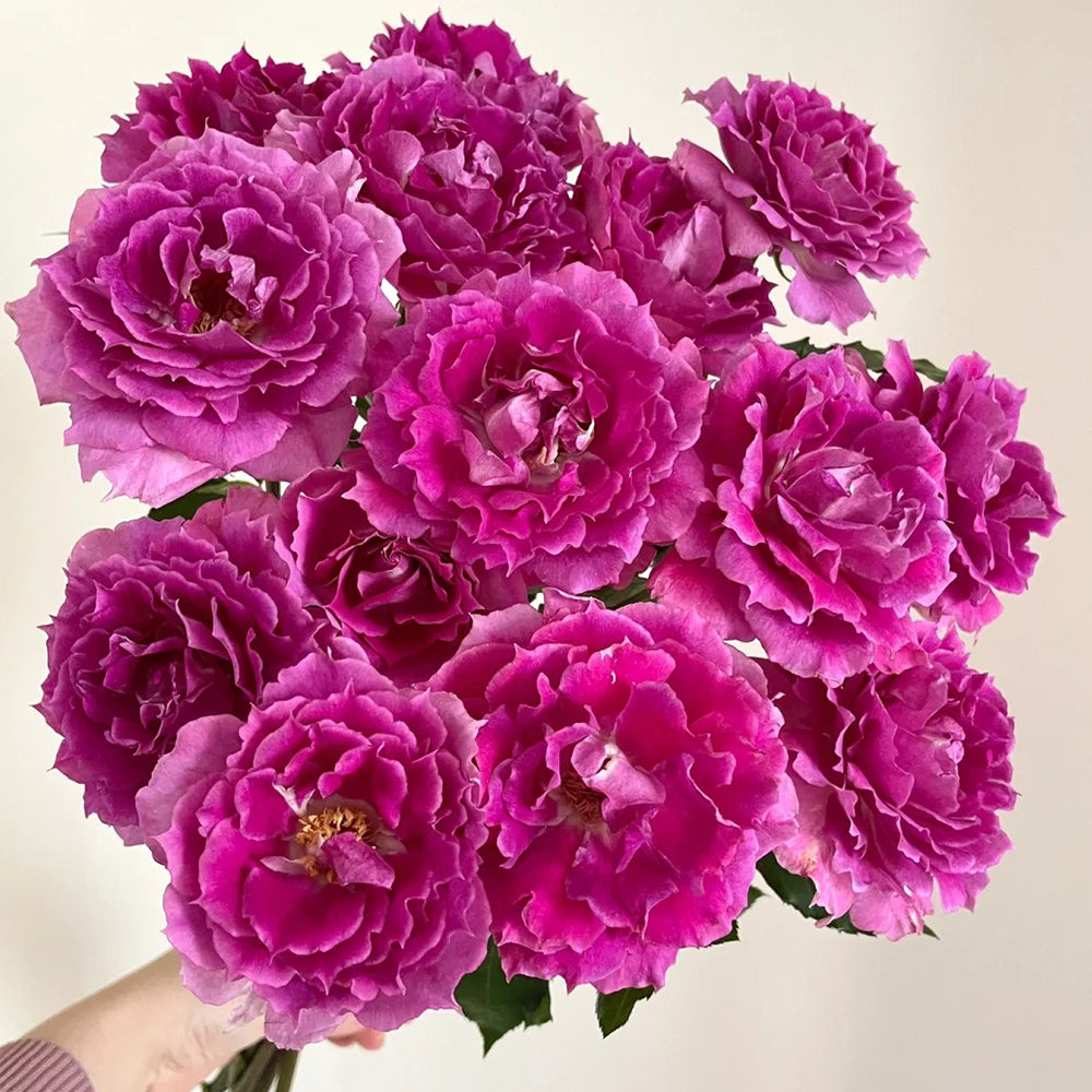 Sheherazad Japanese Florist Shrub Rose – Highgarden Roses