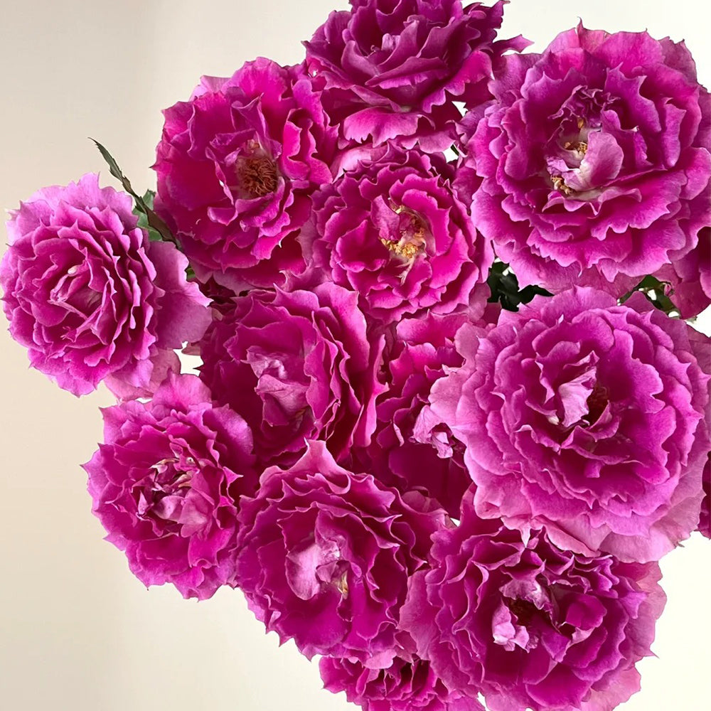 Sheherazad Japanese Florist Shrub Rose – Highgarden Roses