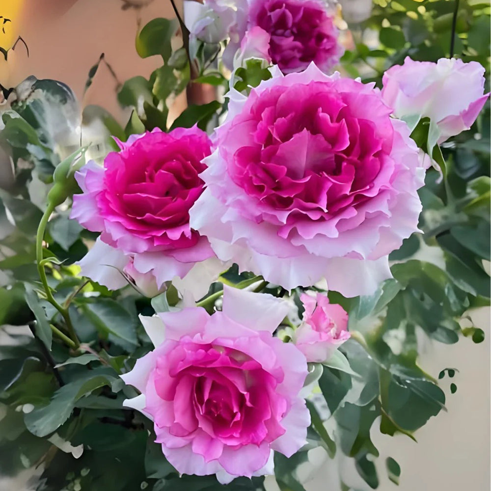Rosé様 Hot X-pression Rose-火热印象｜Netherlands Cut Rose – Ergongzy Roses