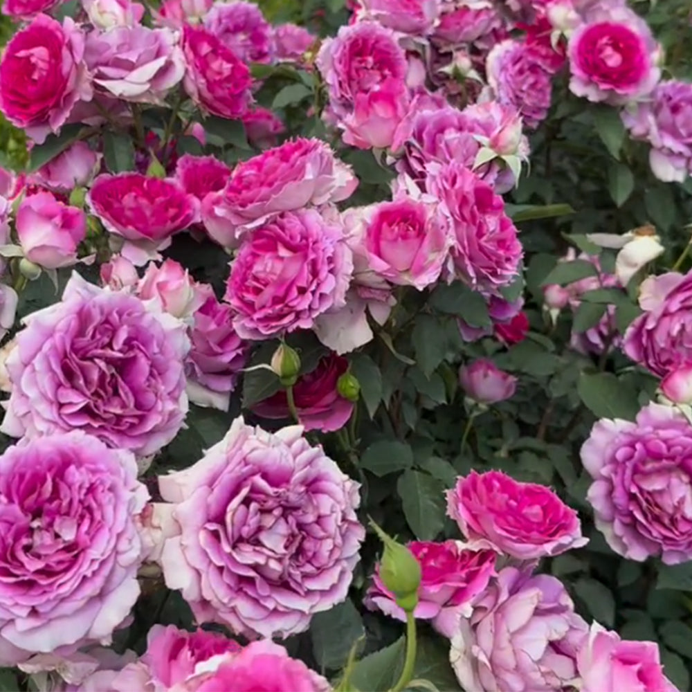 Sheherazad Japanese Florist Shrub Rose – Highgarden Roses