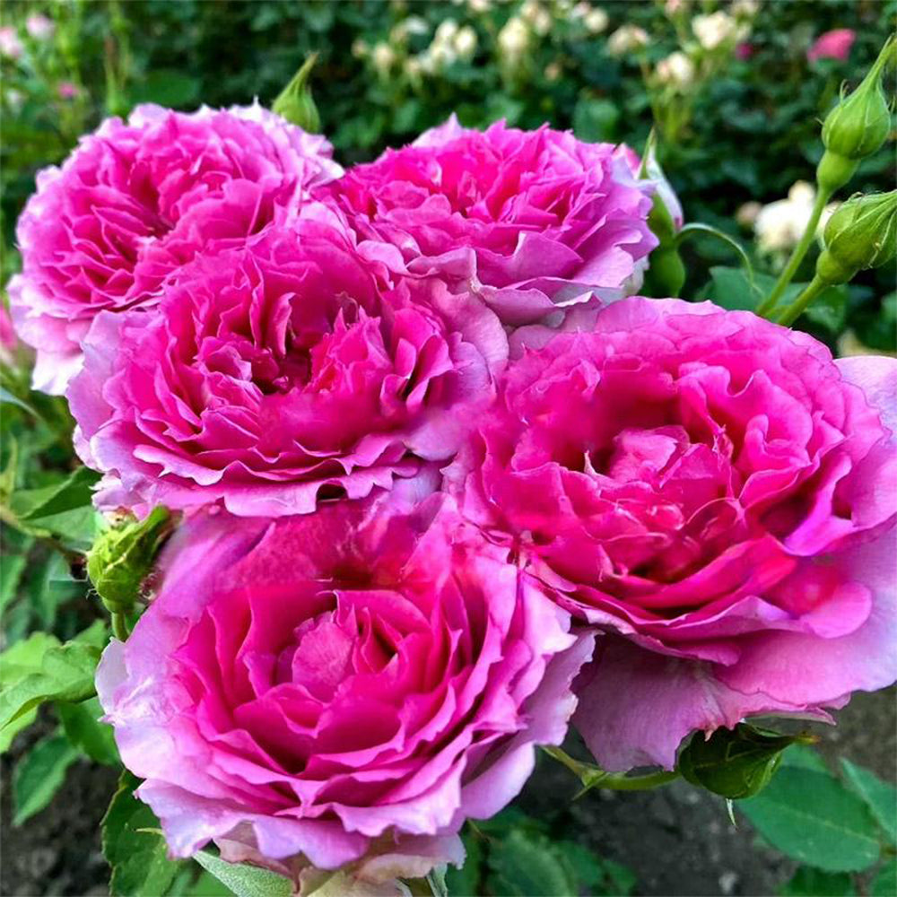 Sheherazad Japanese Florist Shrub Rose