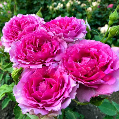 Sheherazad Japanese Florist Shrub Rose