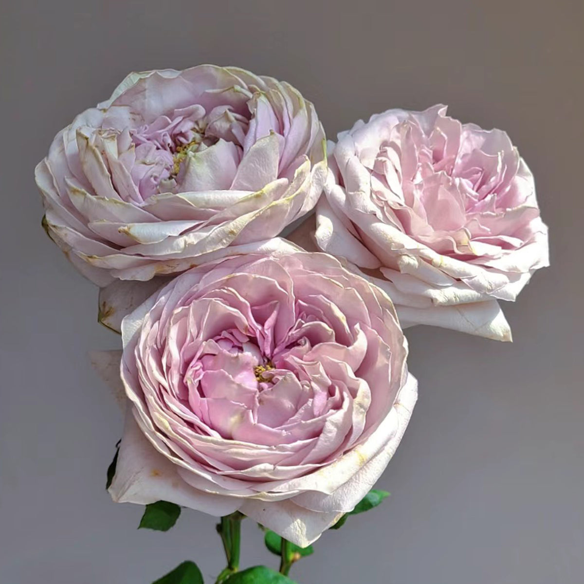 ROSE☆ROSEページ SPJ090，Neo Cherry Shallow 新浅樱桃，Japanese Florist Shrub