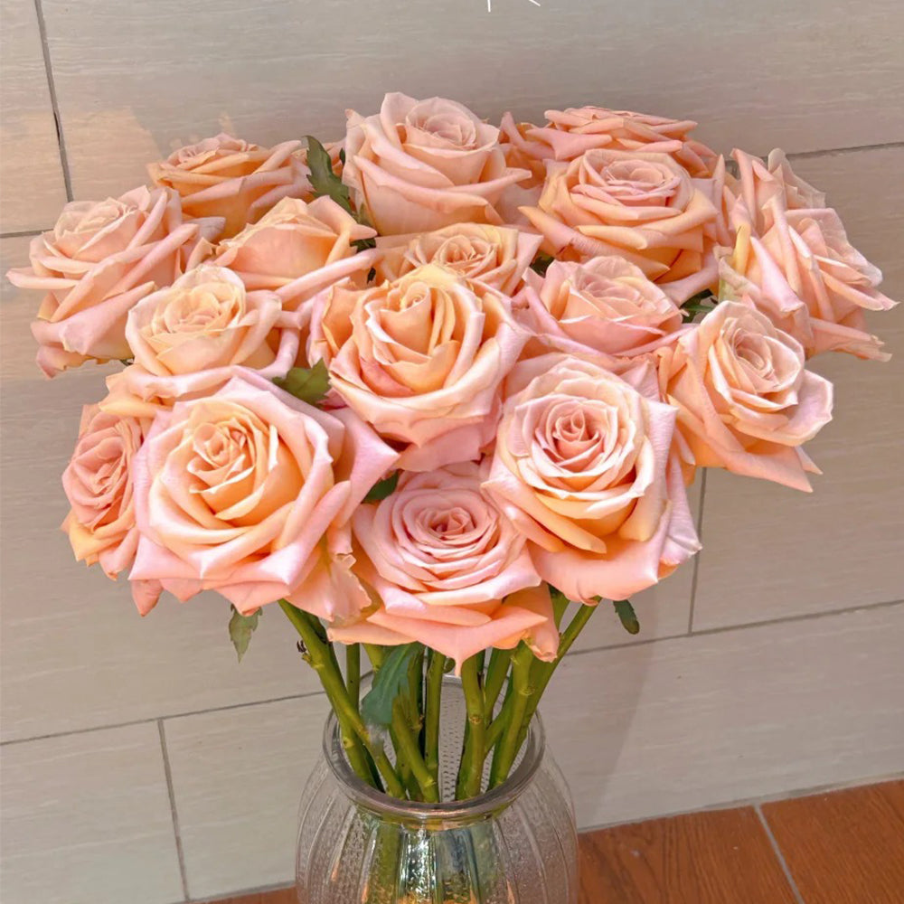Shimmer German Florist Shrub Rose