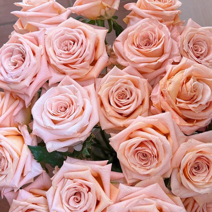 Shimmer German Florist Shrub Rose