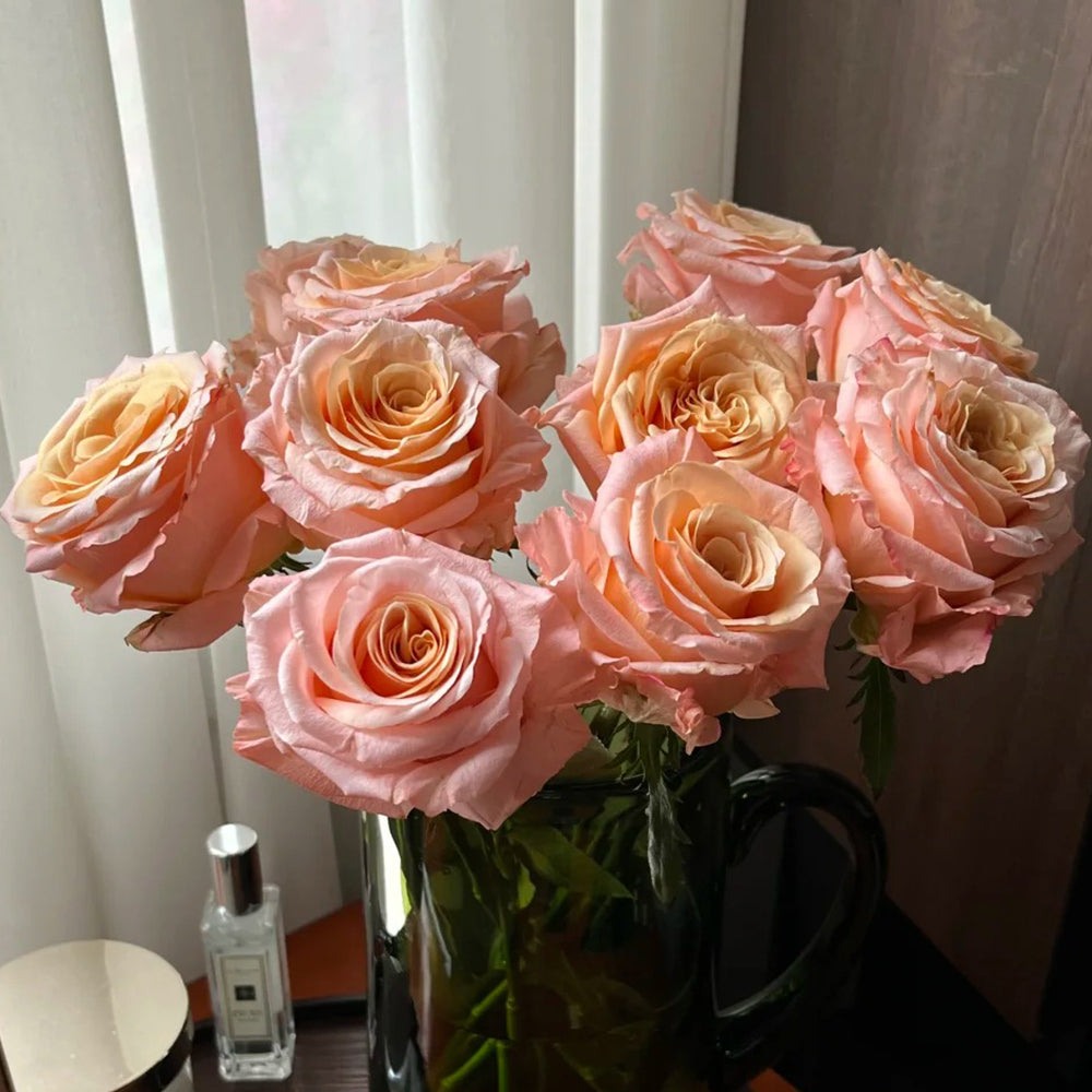 Shimmer German Florist Shrub Rose