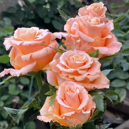 Shimmer German Florist Shrub Rose