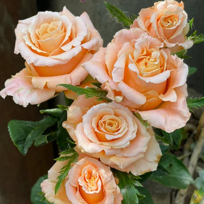 Shimmer German Florist Shrub Rose