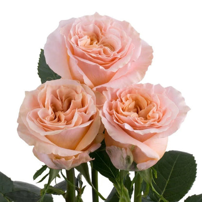 Shimmer German Florist Shrub Rose