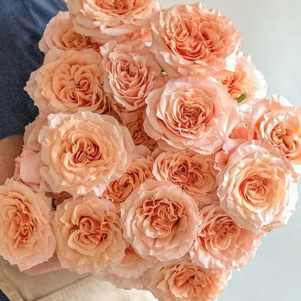 Shimmer German Florist Shrub Rose