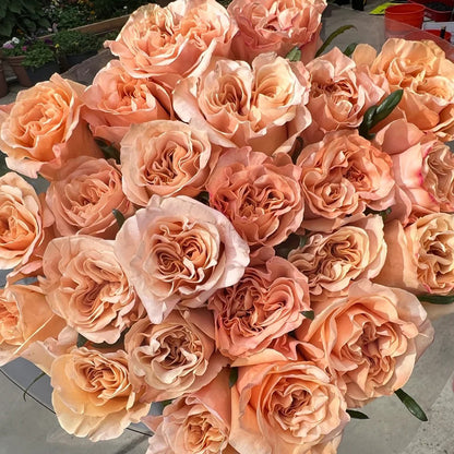 Shimmer German Florist Shrub Rose