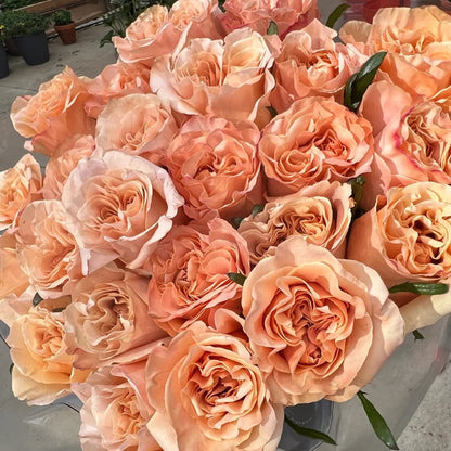 Shimmer German Florist Shrub Rose