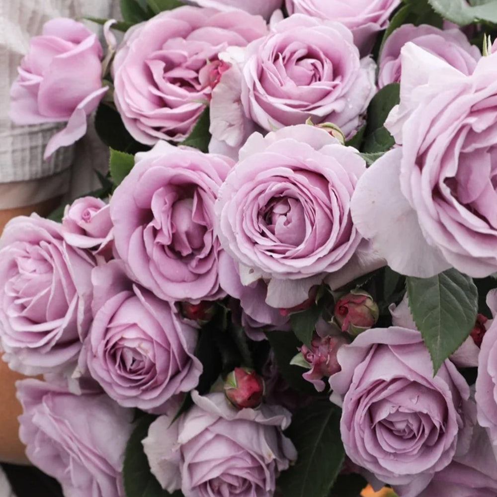 Shinoburedo Japanese Florist Shrub Rose
