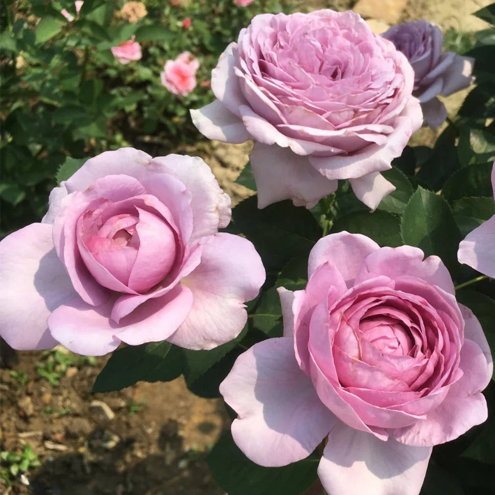 Shinoburedo Japanese Florist Shrub Rose