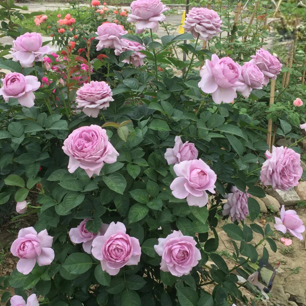 Shinoburedo Japanese Florist Shrub Rose