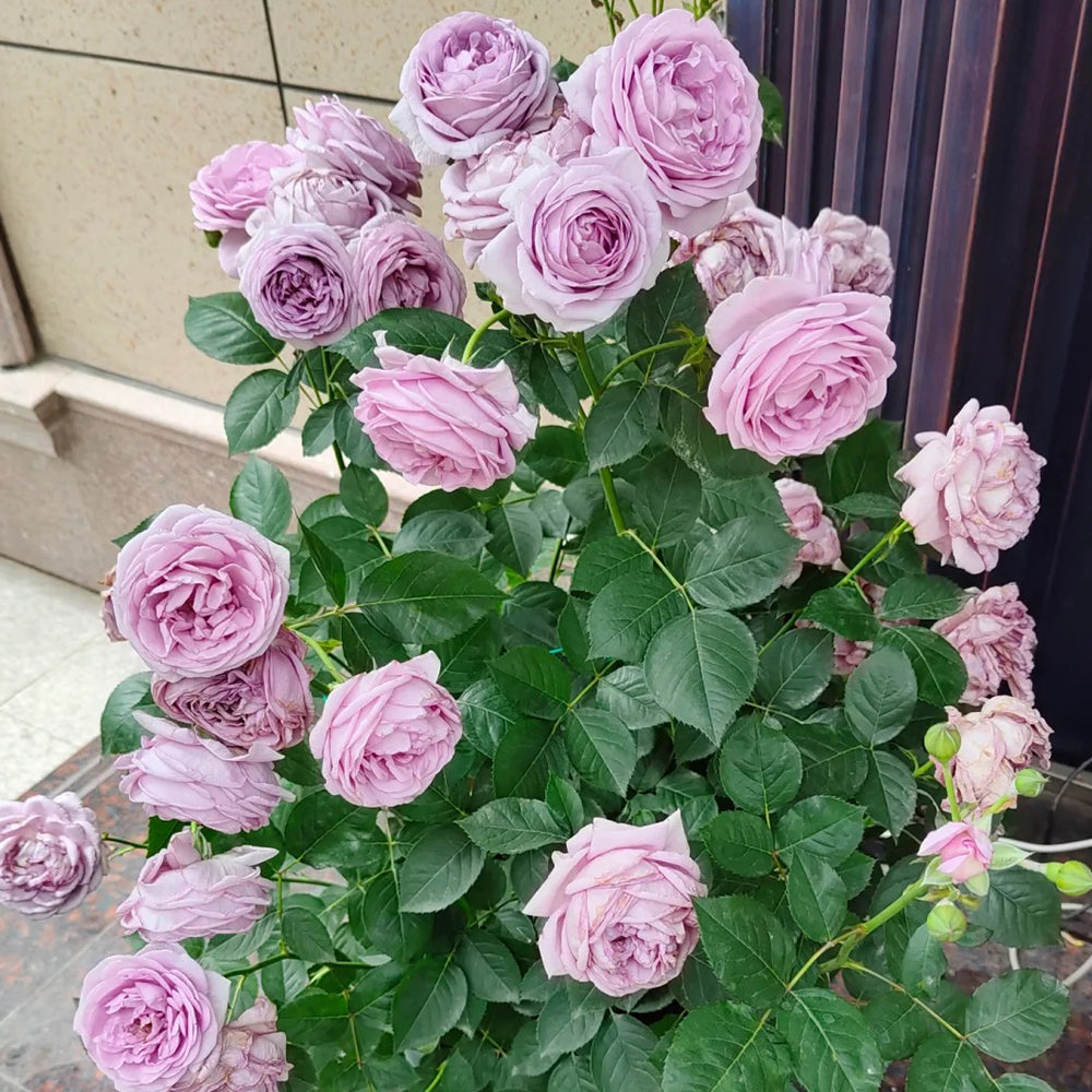 Shinoburedo Japanese Florist Shrub Rose