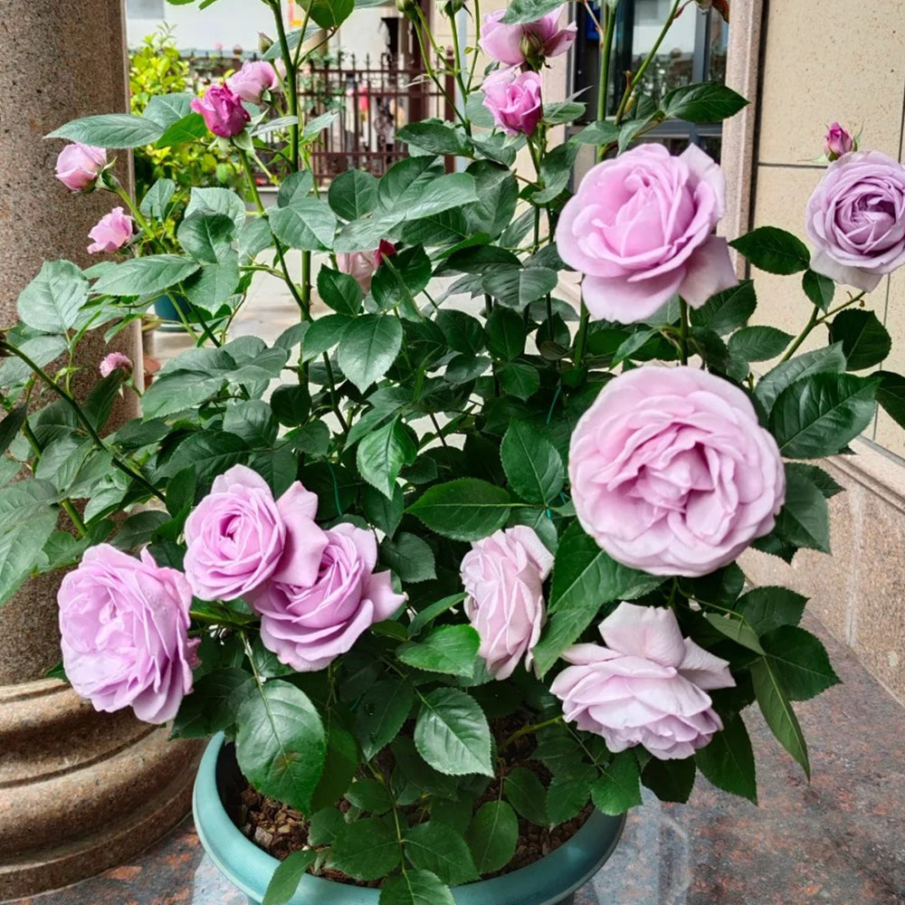 Shinoburedo Japanese Florist Shrub Rose