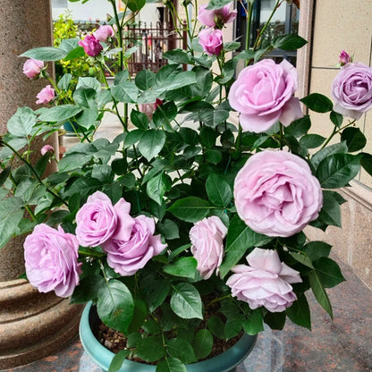 Shinoburedo Japanese Florist Shrub Rose