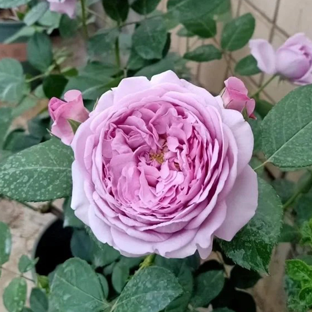 Shinoburedo Japanese Florist Shrub Rose