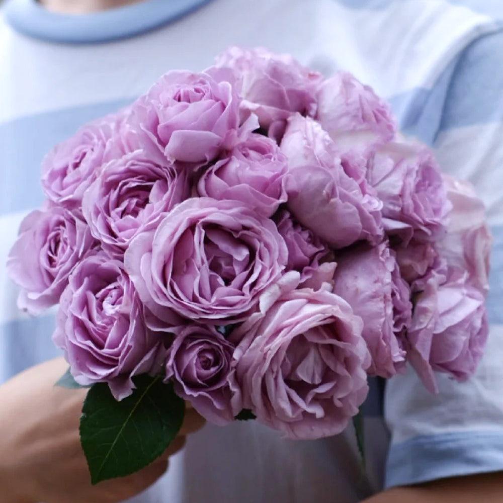 Shinoburedo Japanese Florist Shrub Rose