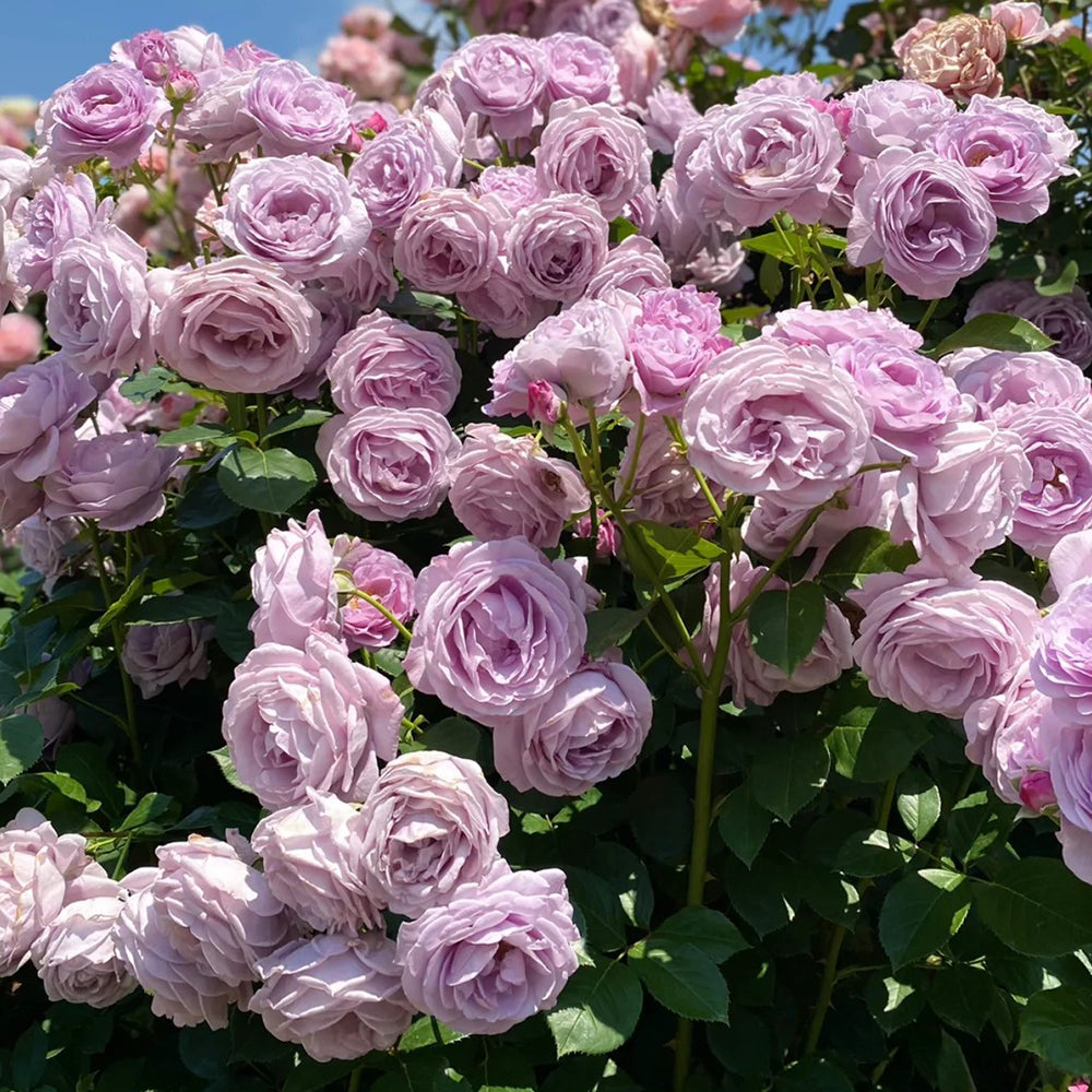 Shinoburedo Japanese Florist Shrub Rose