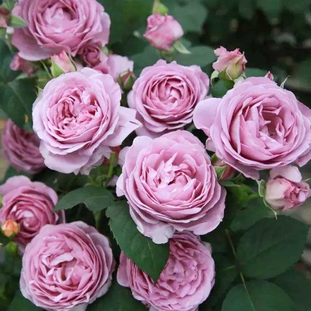 Shinoburedo Japanese Florist Shrub Rose