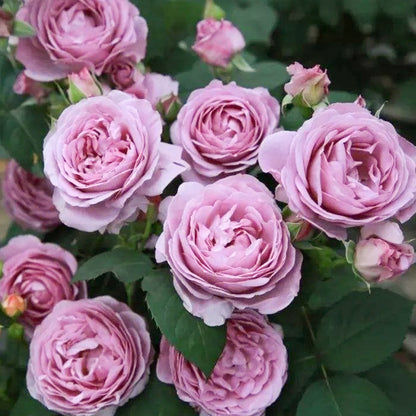 Shinoburedo Japanese Florist Shrub Rose