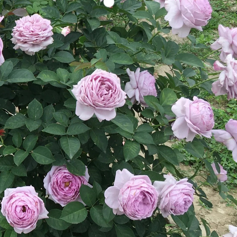 Shinoburedo Japanese Florist Shrub Rose