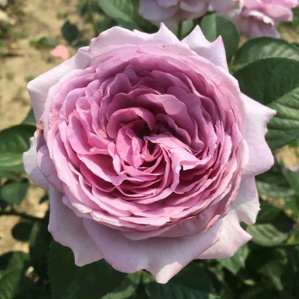 Shinoburedo Japanese Florist Shrub Rose