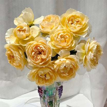 Shreuk Japanese Florist Shrub Rose