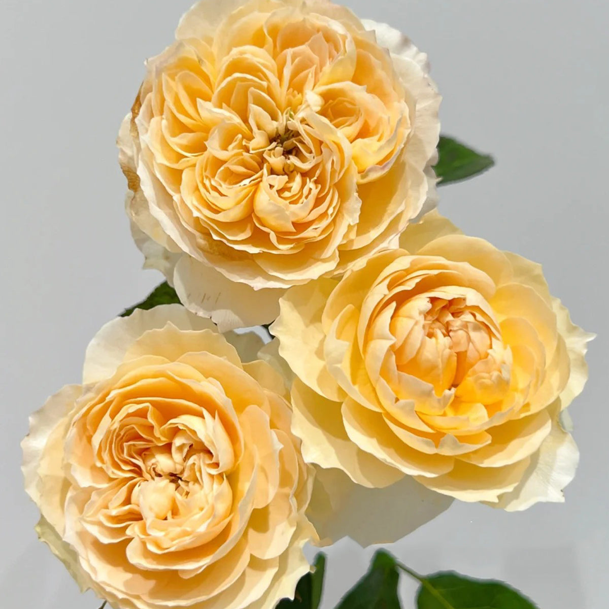 Shreuk Japanese Florist Shrub Rose