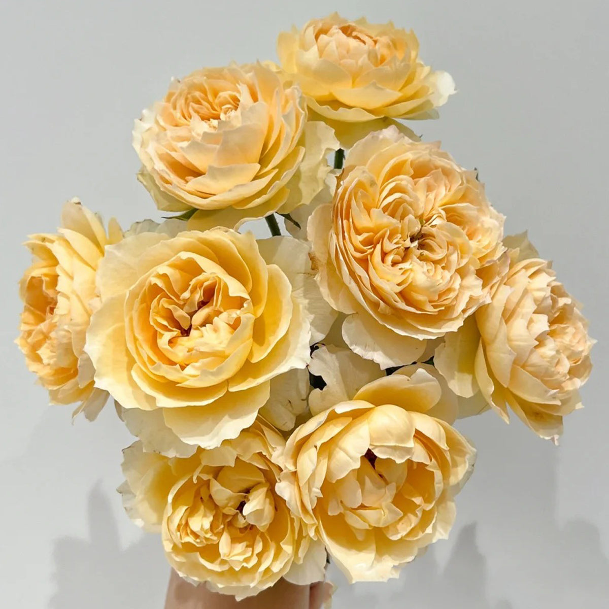Shreuk Japanese Florist Shrub Rose