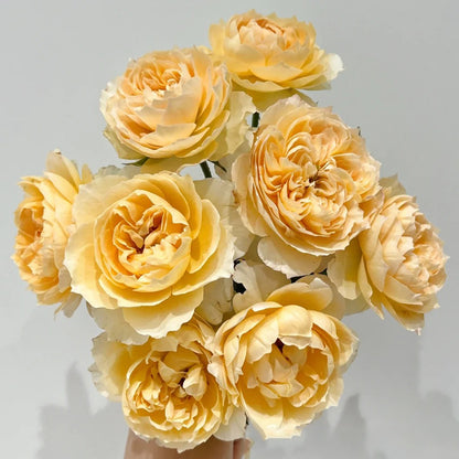 Shreuk Japanese Florist Shrub Rose
