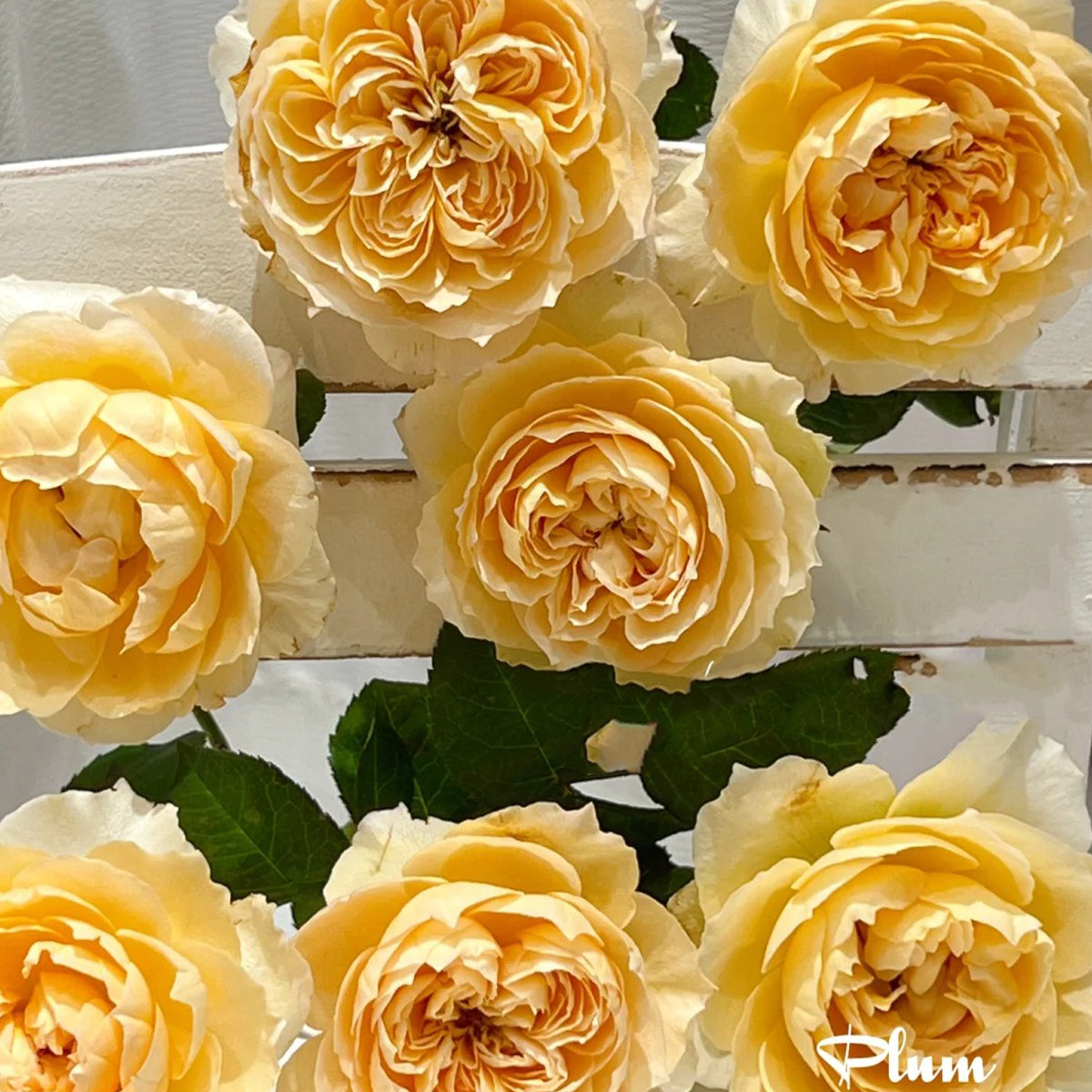 Shreuk Japanese Florist Shrub Rose