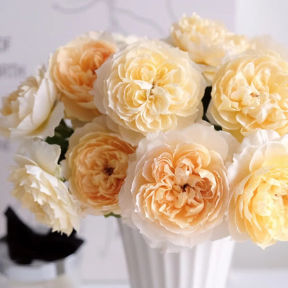 Shreuk Japanese Florist Shrub Rose