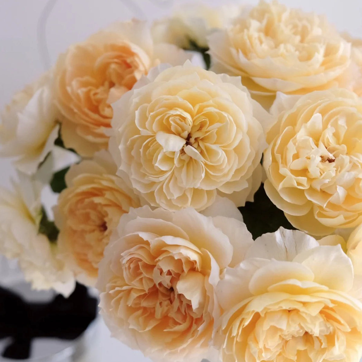 Shreuk Japanese Florist Shrub Rose