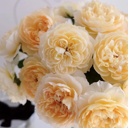 Shreuk Japanese Florist Shrub Rose